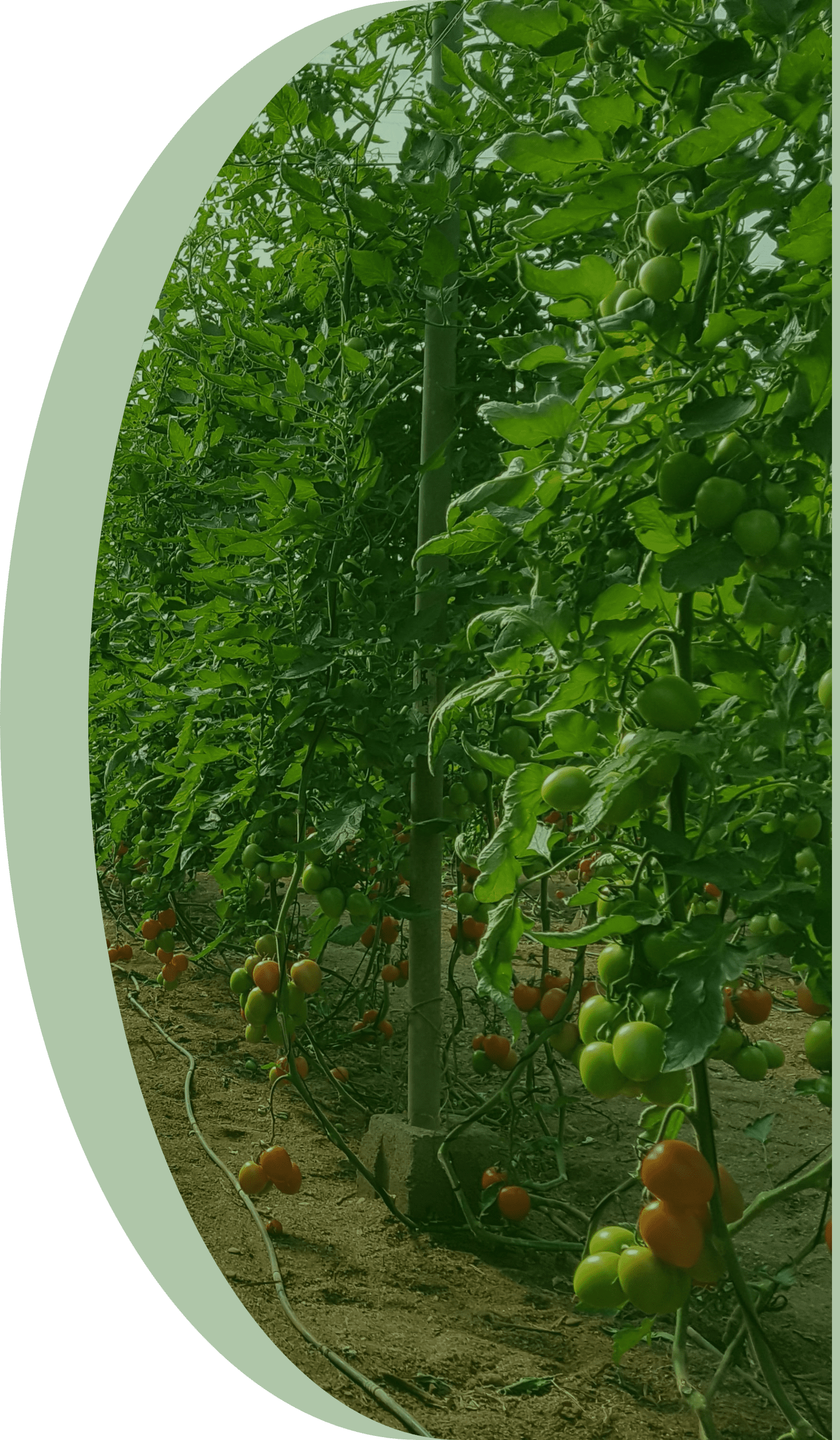 Curso de Fertirrigação de Tomateiro: estádio de frutificação