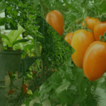 Curso de Fertirrigação de Tomateiro: Os estádios de desenvolvimento